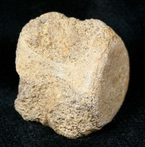 Champsosaurus Vertebrae (Cretaceous Reptile) #12704